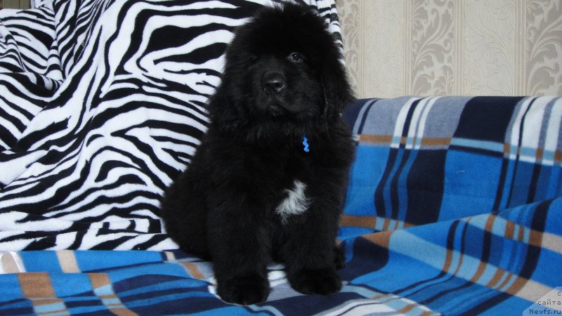 Фото: ньюфаундленд Prayd ot Laskovogo Del'fina (Прайд от Ласкового Дельфина)