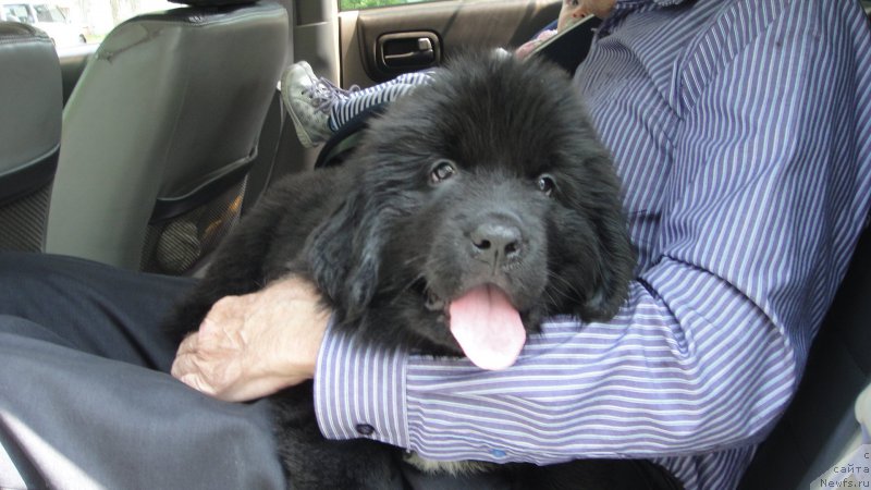 Фото: ньюфаундленд Patricia ot Laskovogo Delphina (Патриция от Ласкового Дельфина)