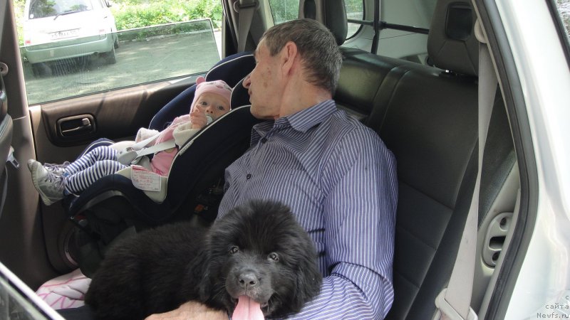 Фото: ньюфаундленд Patricia ot Laskovogo Delphina (Патриция от Ласкового Дельфина)