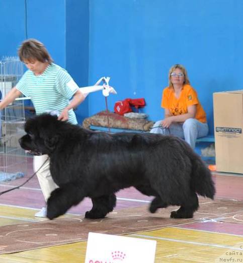 Фото: ньюфаундленд S'Nezhnaya Vjuga Alyaniko del Vulture (С'Нежная Вьюга Альянико Дель Вультуре), Svetlana Prihod'ko (Светлана Приходько)