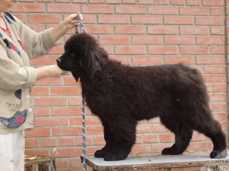 Фото: ньюфаундленд Super Premium Greciya (Супер Премиум Греция)