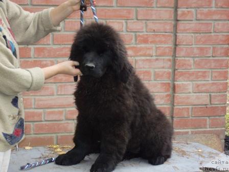 Фото: ньюфаундленд Super Premium Greciya (Супер Премиум Греция)