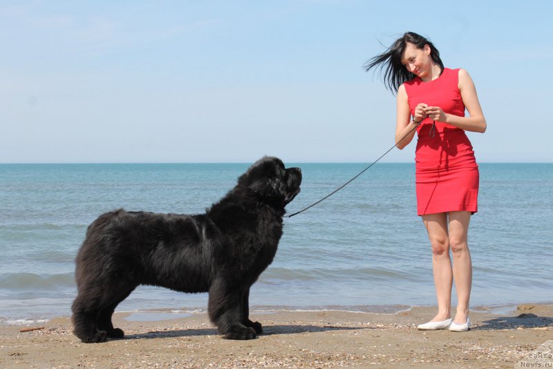 Фото: ньюфаундленд Aquatoriya Kelvin Franshize (Акватория Келвин Франшиза)