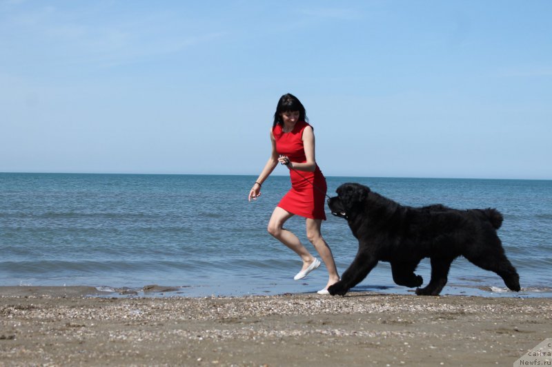 Фото: ньюфаундленд Aquatoriya Kelvin Franshize (Акватория Келвин Франшиза)