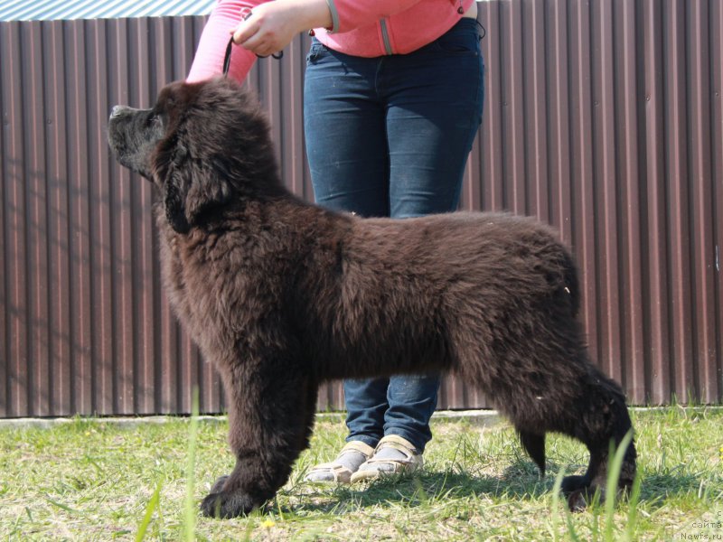 Фотография № 183411