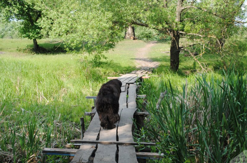 Фото: ньюфаундленд Harrieta Embodiment of a Great Pretender (Хариетта Ембодимент оф а Греат Претендер)