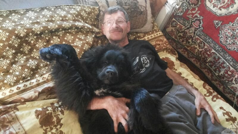 Фото: ньюфаундленд Njufort Amanda Blum (Ньюфорт Аманда Блум)