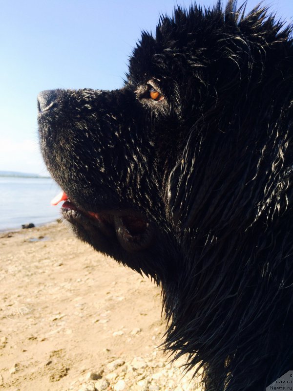 Фото: ньюфаундленд Begushaya po Volnam Choice of Fibonacci (Бегущая по Волнам Чойс оф Фибоначчи)