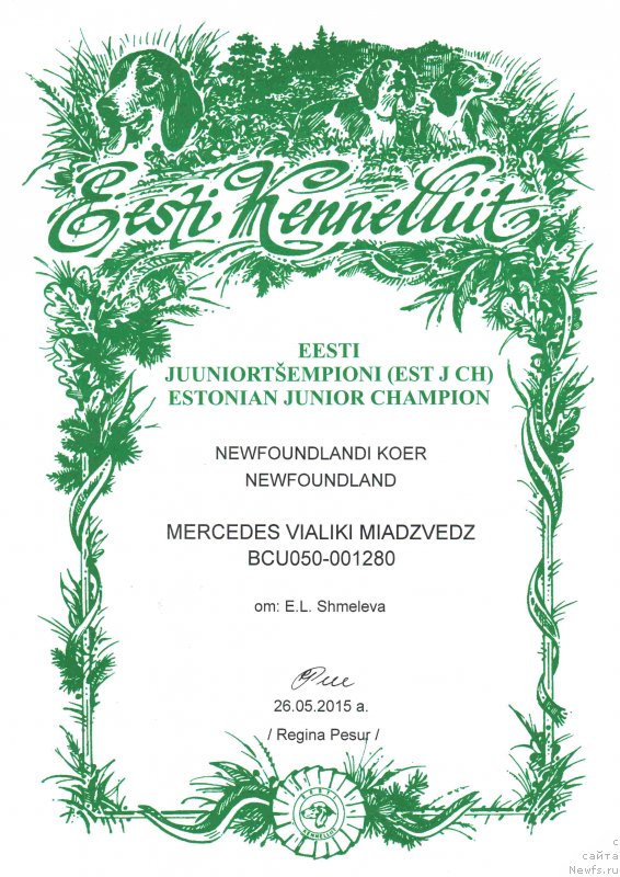 Фото: ньюфаундленд Mercedes Vialiki Miadzvedz (Мерседес Вялiкi Мядзведзь)