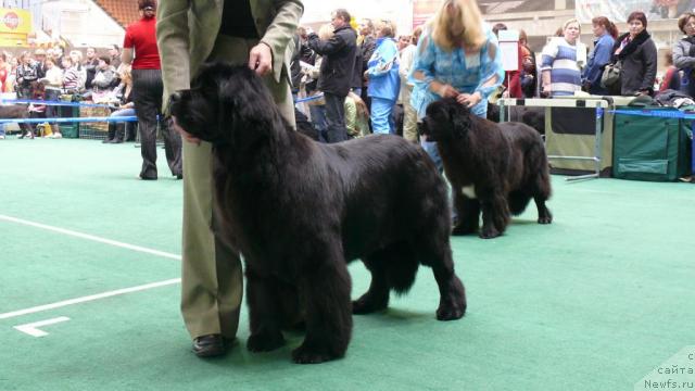 Фото: ньюфаундленд Zholli Wonderfull iz Medvejyego Yara (Жолли Вандерфулл из Медвежьего Яра)