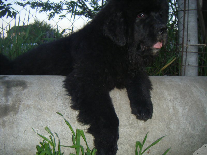 Фото: ньюфаундленд Fiona Style Super Mishka