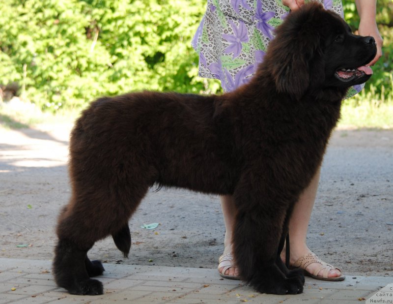 Фото: ньюфаундленд Moya Stihiya Krutoy Paren' (Моя Стихия Крутой Парень)