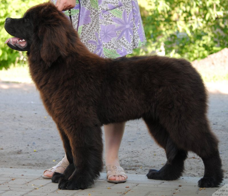 Фото: ньюфаундленд Moya Stihiya Krutoy Paren' (Моя Стихия Крутой Парень)