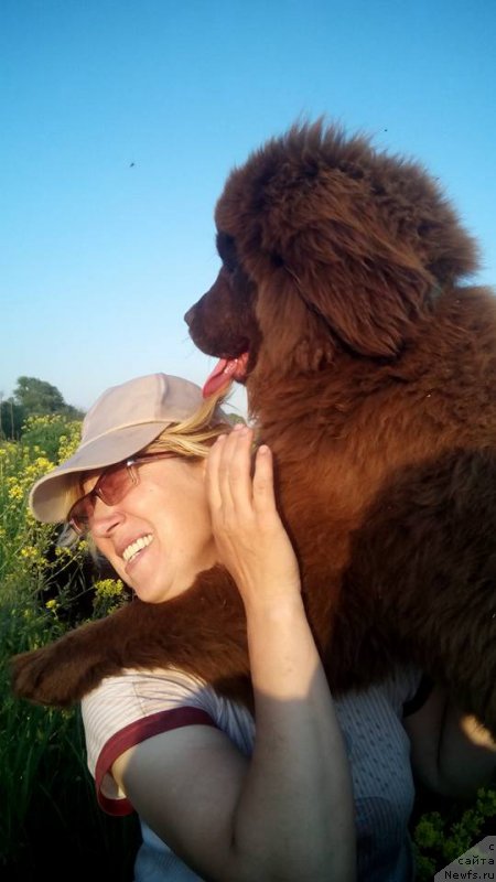 Фото: ньюфаундленд Moya Stihiya Karamel' v SHokolade (Моя Стихия Карамель в Шоколаде)
