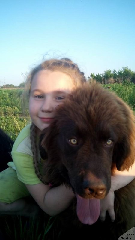 Фото: ньюфаундленд Moya Stihiya Karamel' v SHokolade (Моя Стихия Карамель в Шоколаде)