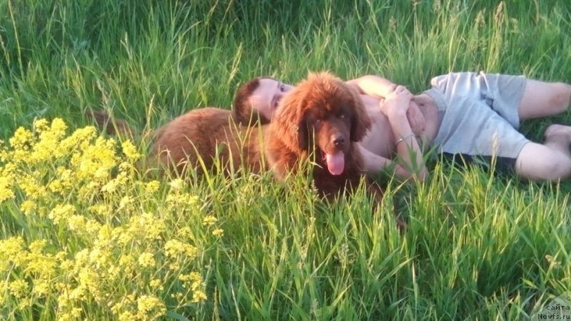 Фото: ньюфаундленд Moya Stihiya Karamel' v SHokolade (Моя Стихия Карамель в Шоколаде)