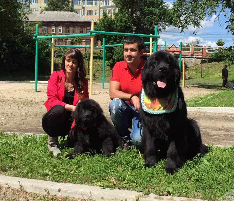 Фото: Vladimir Hachatryan (Владимир Хачатрян), ньюфаундленд Brownblood MSK Helfi Best Armani (Браунблад МСК Хелфи Бэст Армани), ньюфаундленд CHernyiy Balu Evangelina (Черный Балу Евангелина)