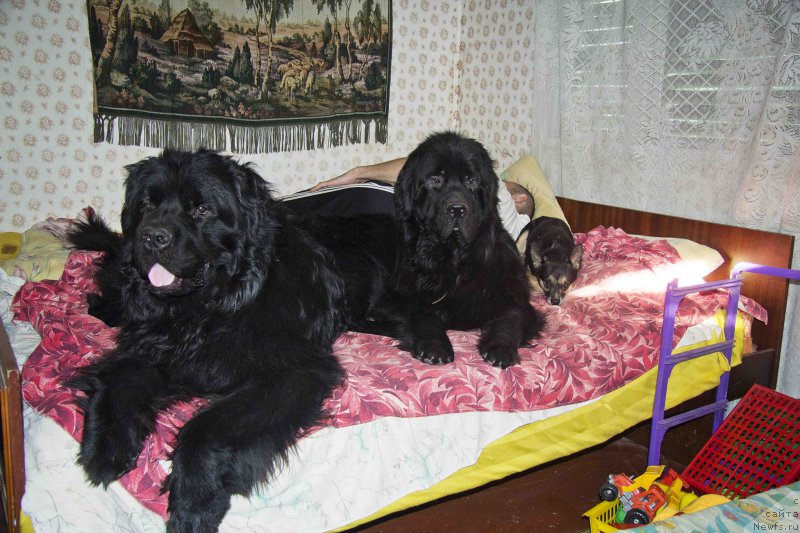 Фотография № 183517