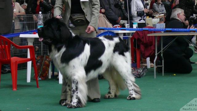 Фото: ньюфаундленд Super Bizon Aisberg (Супер Бизон Айсберг)