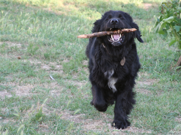 Фото: ньюфаундленд Jetem Fiona Armani (Жетем Фиона Армани)