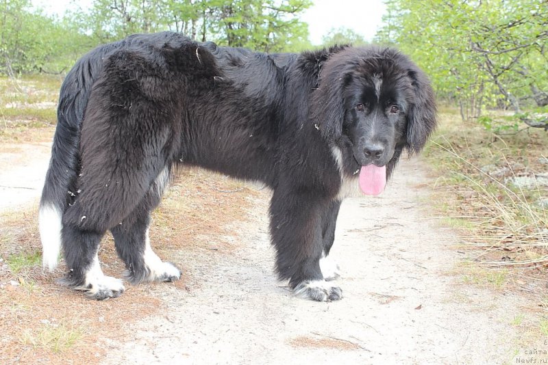 Фото: ньюфаундленд Linda Eva (Линда Ева)