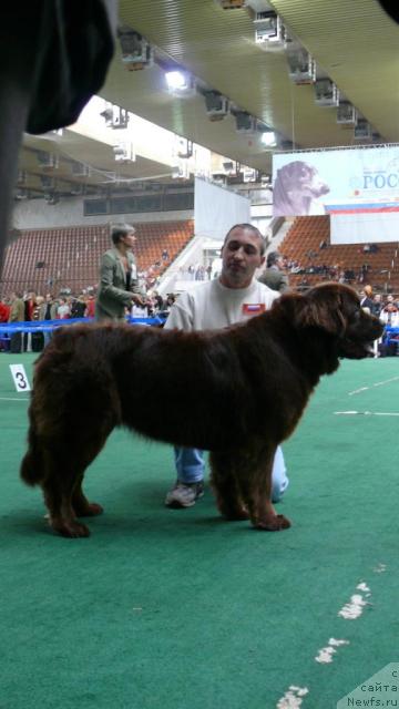 Фото: ньюфаундленд Izabett (Изабетт)