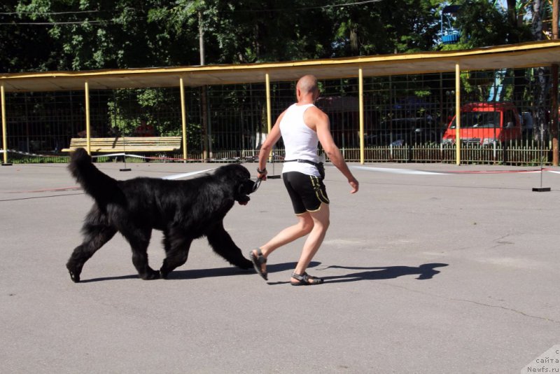 Фото: ньюфаундленд Valeur Absolue Dinastiya Soverchenstva