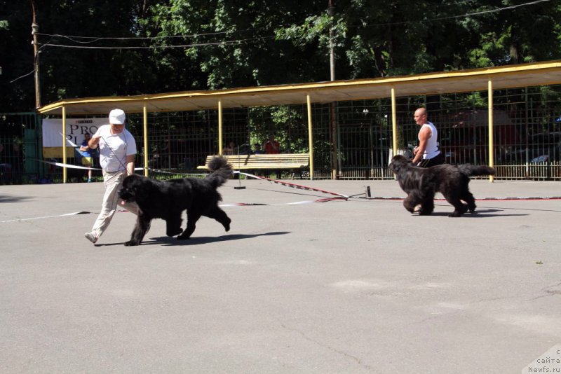 Фото: ньюфаундленд Valeur Absolue Dinastiya Soverchenstva, Noy Mister Newf