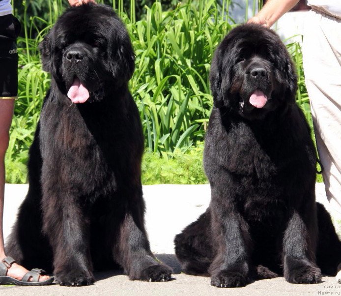 Фото: ньюфаундленд Valeur Absolue Dinastiya Soverchenstva, ньюфаундленд Allegro Con Brio Dinastiya Soverchenstva (Аллегро Кон Брио Династия Совершенства)