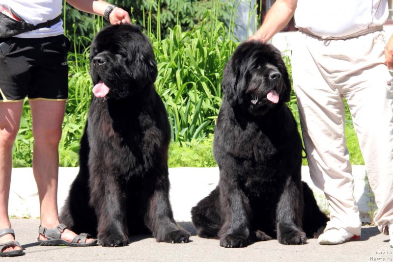 Фото: ньюфаундленд Valeur Absolue Dinastiya Soverchenstva, ньюфаундленд Allegro Con Brio Dinastiya Soverchenstva (Аллегро Кон Брио Династия Совершенства)