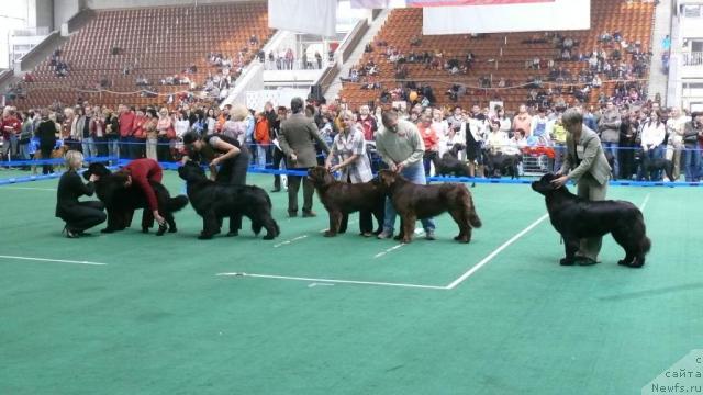 Фото: ньюфаундленд Black Diamond Agidel ot Potapa Poletta (Блэк Диамонд Агидель от Потапа Полетта), ньюфаундленд Djentli Bon iz Medvej'ego YAra (Джентли Бон из Медвежьего Яра), ньюфаундленд Igerma iz Akademii Shokolada (Игерма из Академии Шоколада), ньюфаундленд Izabett (Изабетт), ньюфаундленд Potap Felicia (Потап Фелиция)