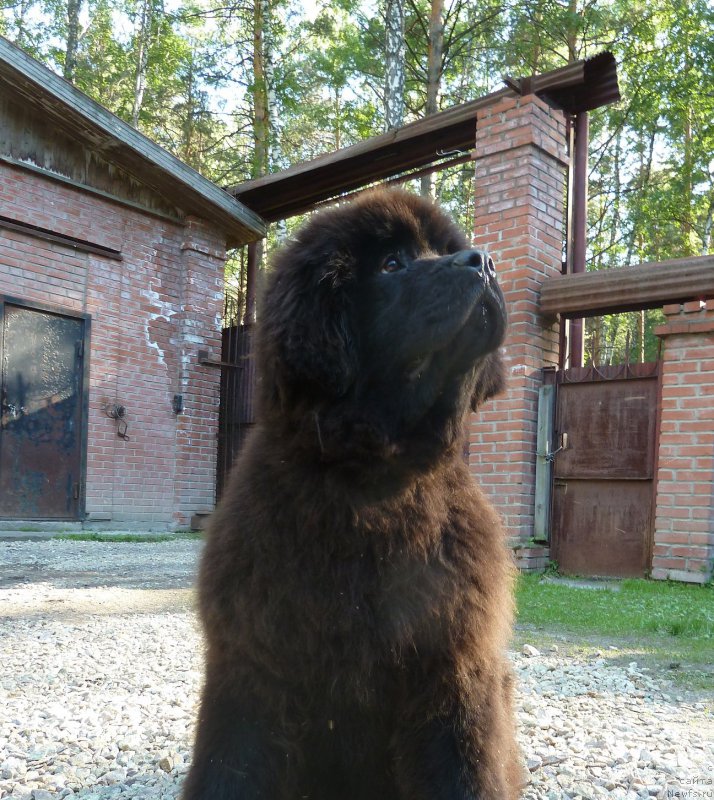 Фото: ньюфаундленд Aquatoriya Kelvin Bakkara (Акватория Келвин Баккара)