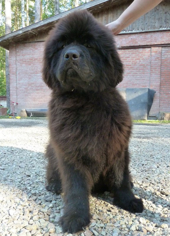 Фото: ньюфаундленд Aquatoriya Kelvin Bakkara (Акватория Келвин Баккара)