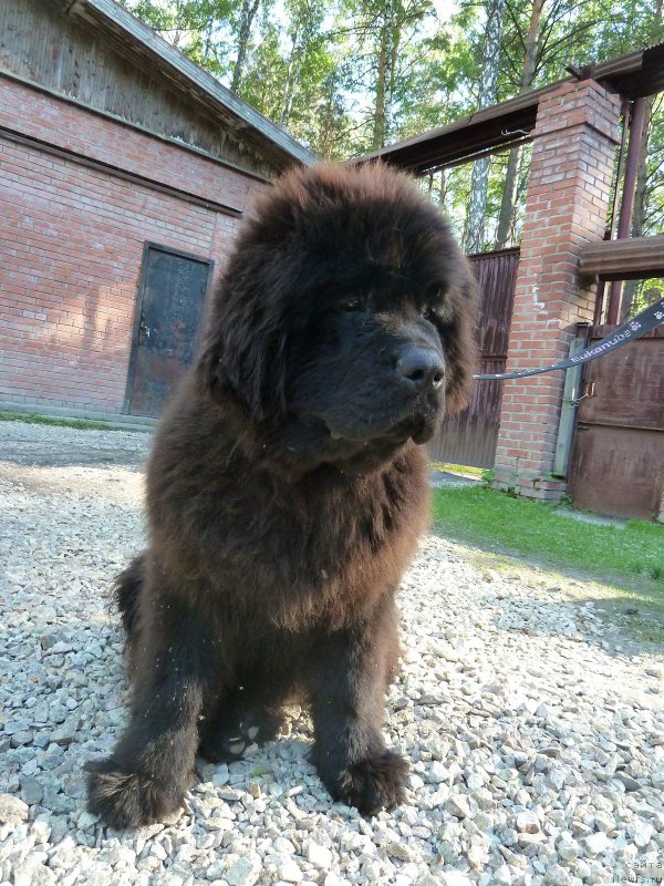 Фото: ньюфаундленд Aquatoriya Kelvin Bakkara (Акватория Келвин Баккара)