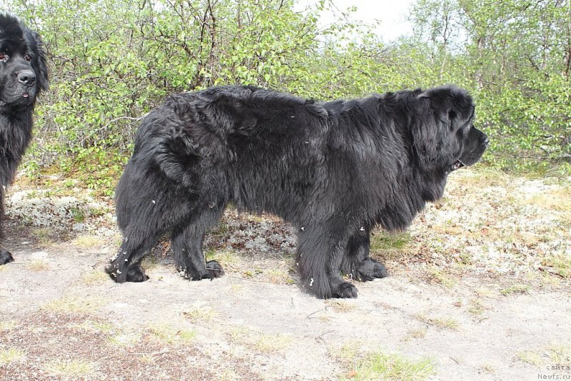 Фото: ньюфаундленд YAntarnaya Mechta (Янтарная Мечта)