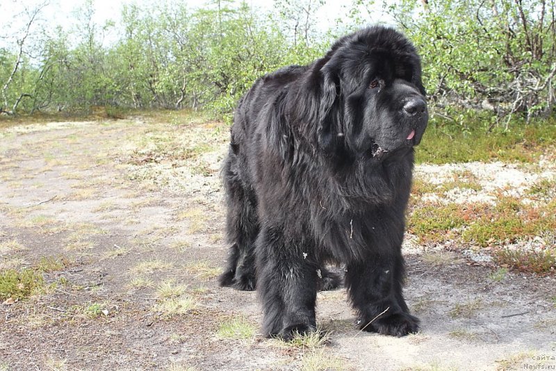 Фото: ньюфаундленд YAntarnaya Mechta (Янтарная Мечта)