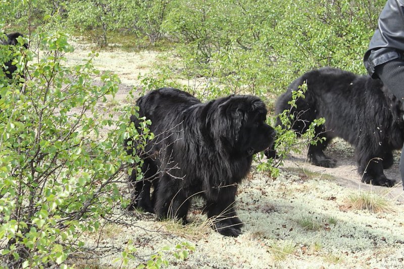 Фото: ньюфаундленд YAntarnaya Mechta (Янтарная Мечта)