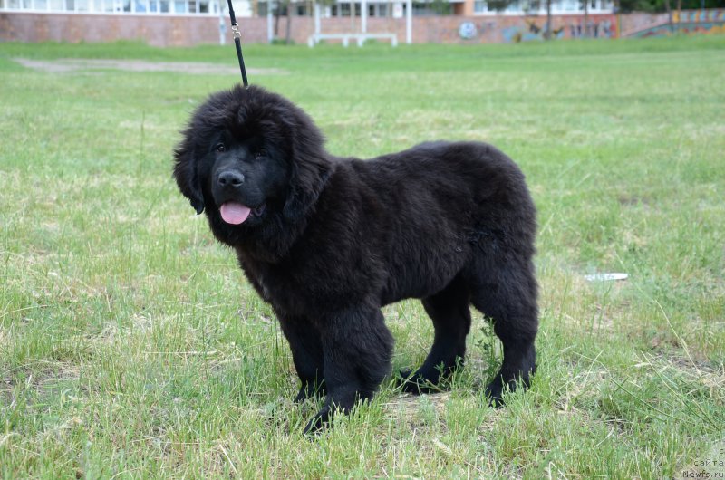 Фото: ньюфаундленд Akvian Song Perfekt Byella (Аквиан Сонг Перфект Бэлла)