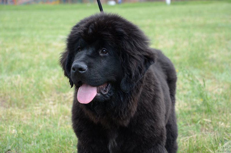 Фотография № 183596