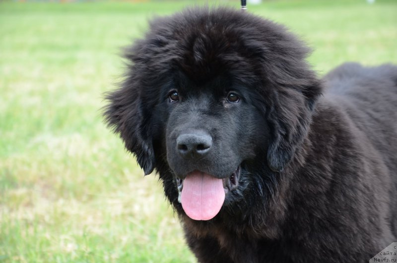 Фотография № 183597