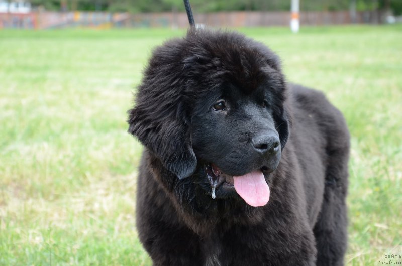 Фото: ньюфаундленд Akvian Song Perfekt Byella (Аквиан Сонг Перфект Бэлла)