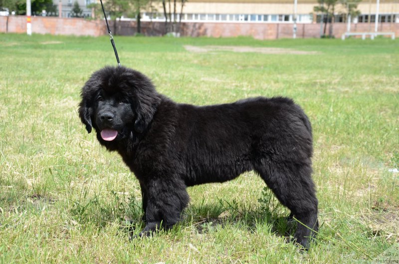 Фото: ньюфаундленд Akvian Song Perfekt Byella (Аквиан Сонг Перфект Бэлла)