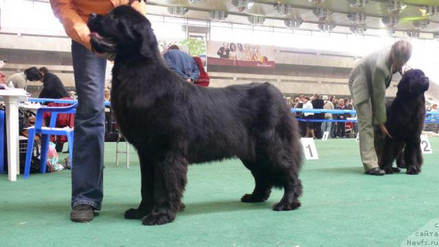 Фото: ньюфаундленд Princes Ros ot Sibirskogo Medvedga (Принцесса Роз от Сибирского Медведя)