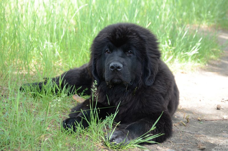 Фотография № 183605