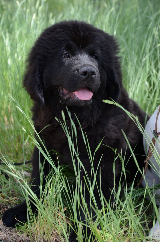 Фото: ньюфаундленд Akvian Song Perfekt Byella (Аквиан Сонг Перфект Бэлла)