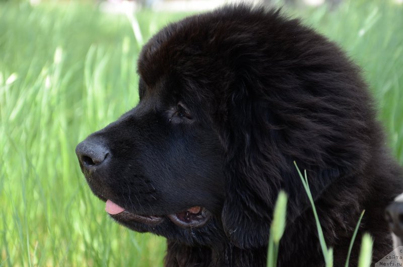 Фотография № 183610