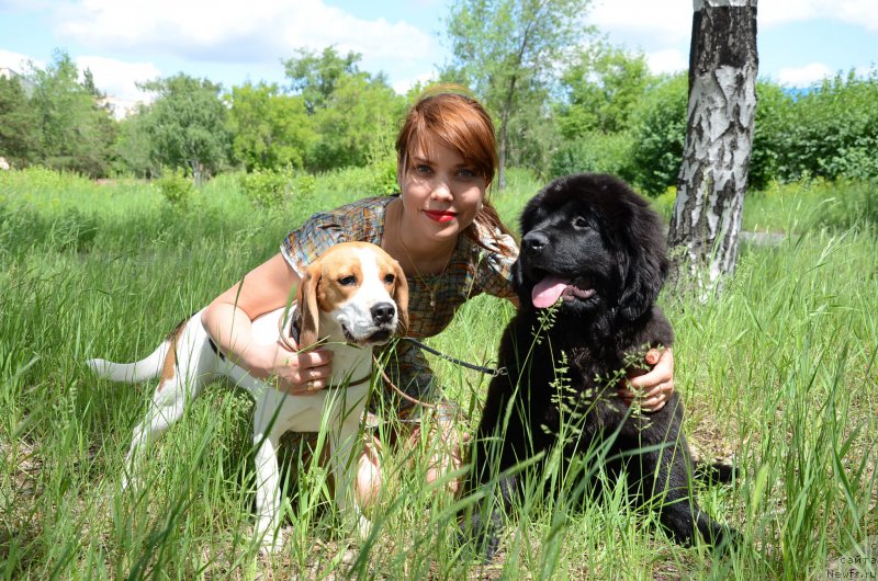 Фото: ньюфаундленд Akvian Song Perfekt Byella (Аквиан Сонг Перфект Бэлла)