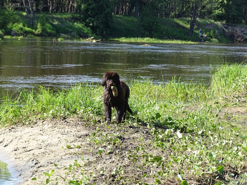Фото: ньюфаундленд N'yufort Vivian (Ньюфорт Вивиан)
