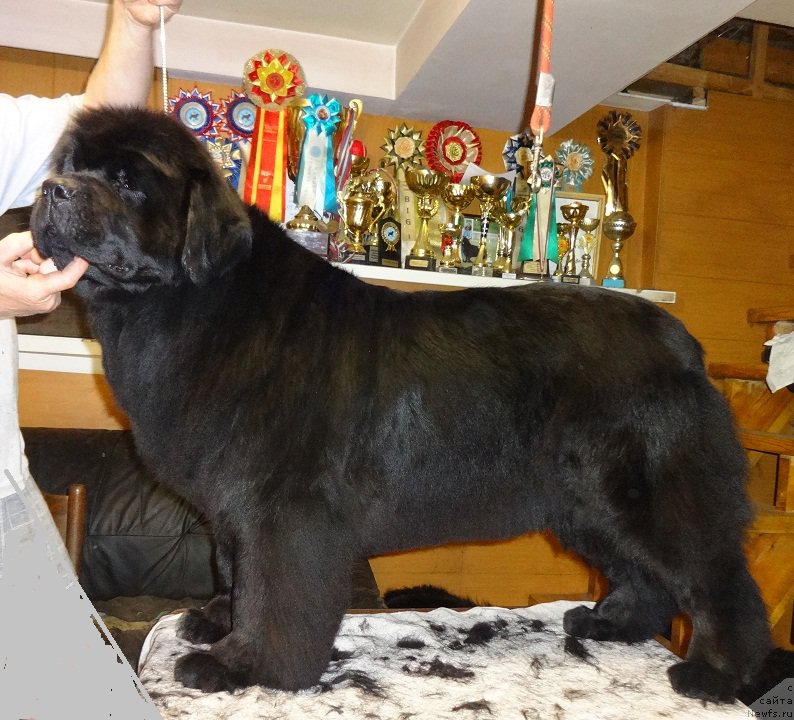 Фото: ньюфаундленд N'yufort Taym's Gold Aleksa (Ньюфорт Тайм'с Голд Алекса)