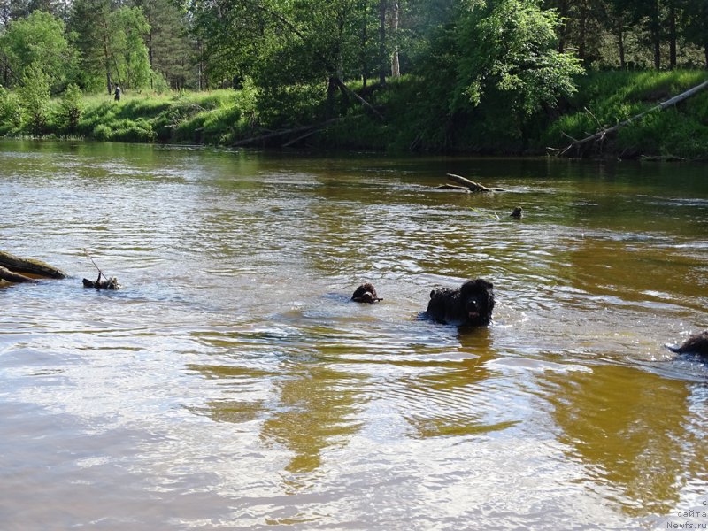 Фото: ньюфаундленд N'yufort Vivian (Ньюфорт Вивиан), ньюфаундленд Baryishnya (Барышня)